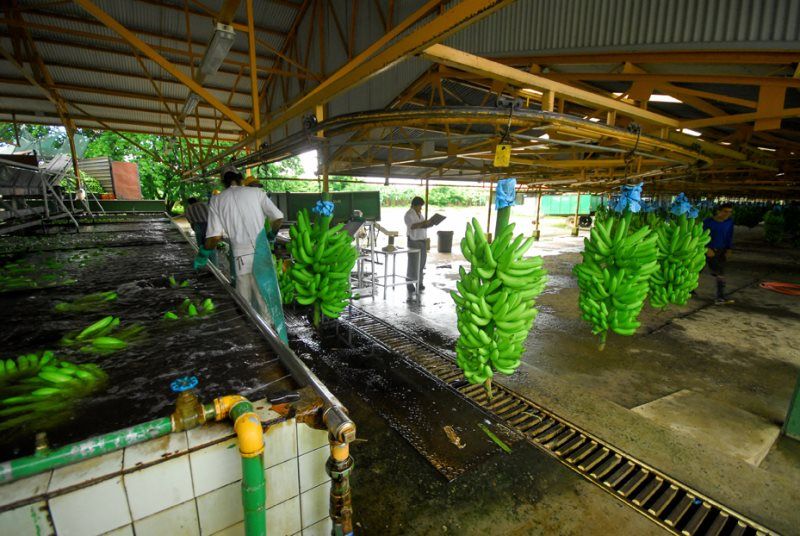 TENTATRICE NATURE pas cher photo 6