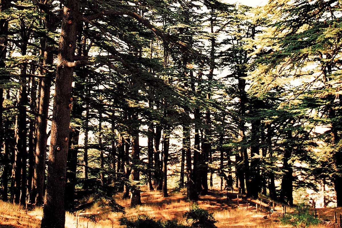 Circuit Saveurs libanaises pas cher photo 4