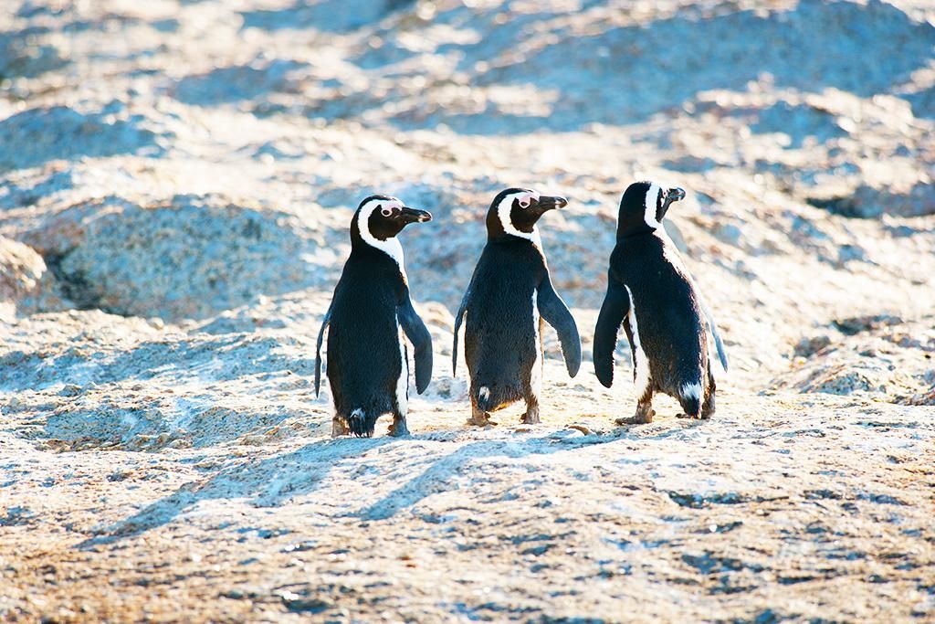 Les Immanquables de l'Afrique du sud pas cher photo 10