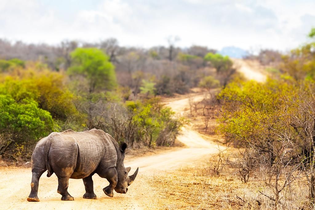 Les Immanquables de l'Afrique du sud pas cher photo 12