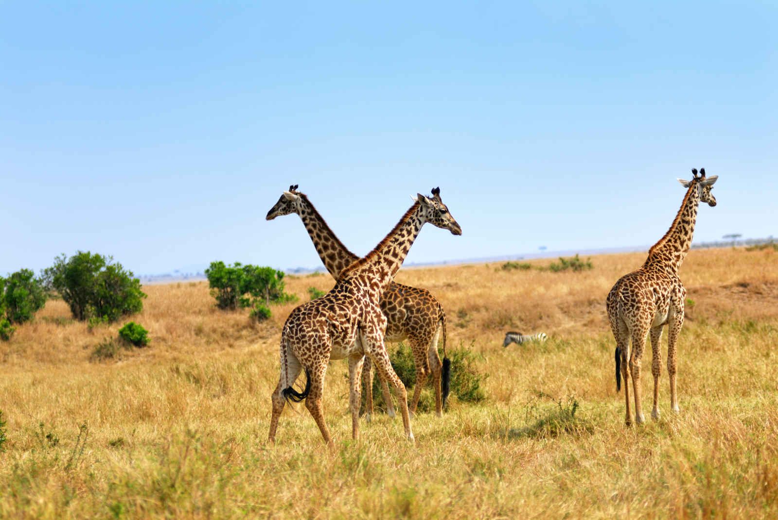 Horizon Kenya pas cher photo 4