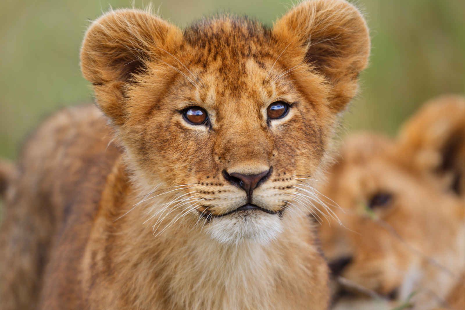 Horizon Kenya pas cher photo 5