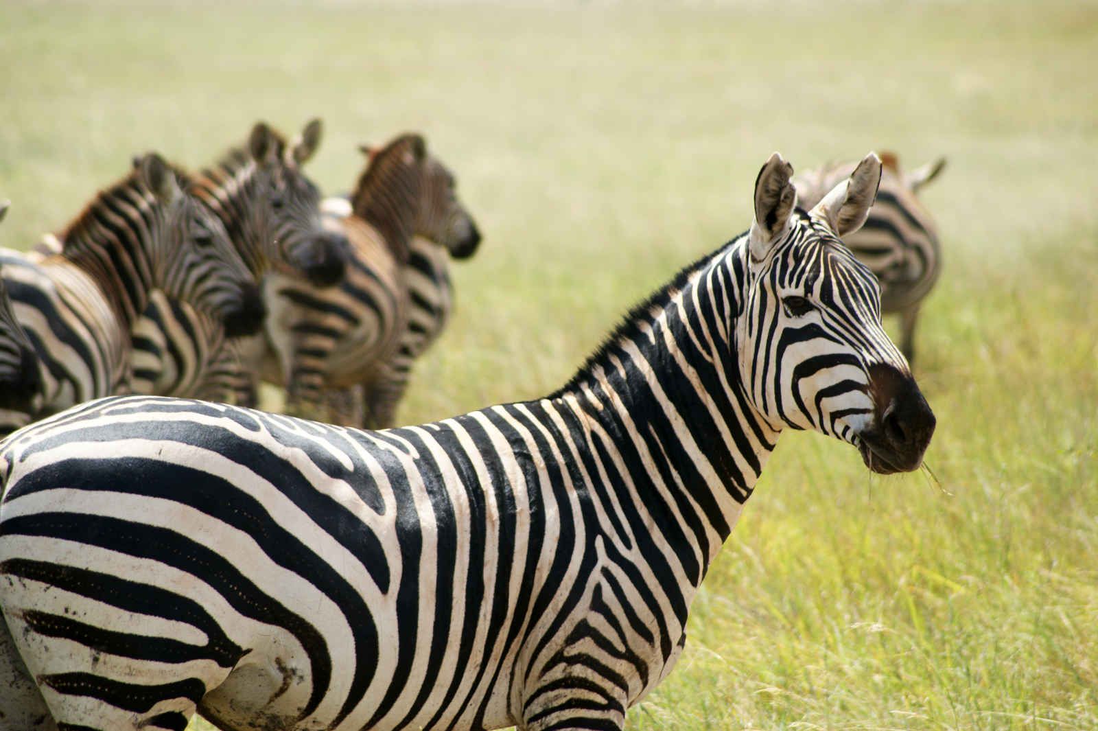 Horizon Kenya pas cher photo 7