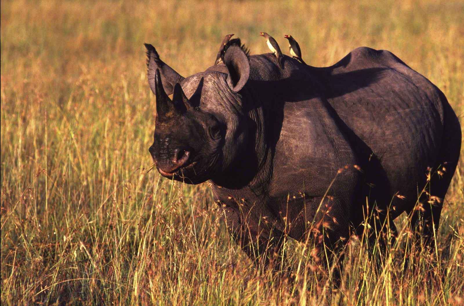 Horizon Kenya pas cher photo 8