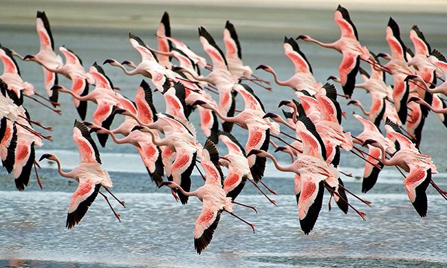 1ER REGARD KENYA pas cher photo 9