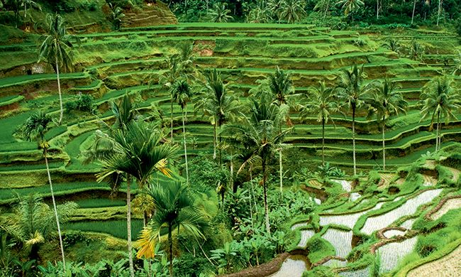 1ER REGARD INDONESIE pas cher photo 9