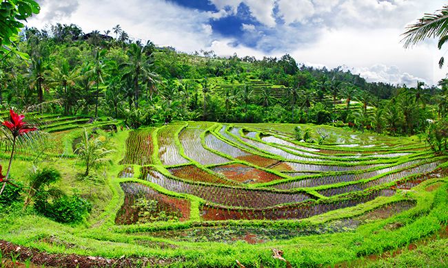 1ER REGARD INDONESIE pas cher photo 11