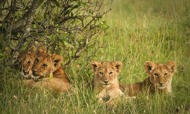 1ER REGARD KENYA + MOMBASA pas cher photo 1