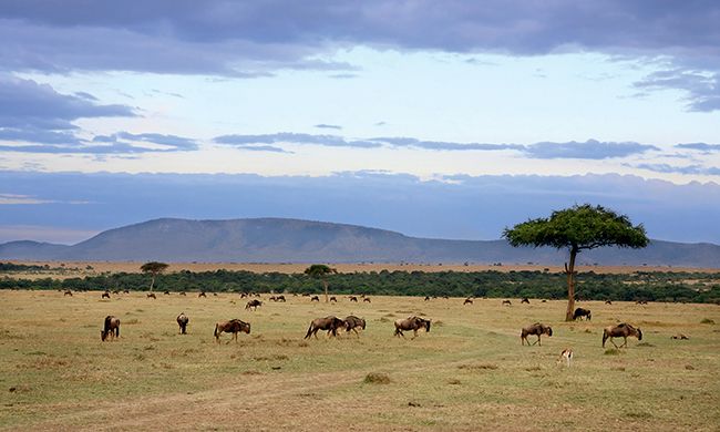 1ER REGARD KENYA + MOMBASA pas cher photo 2