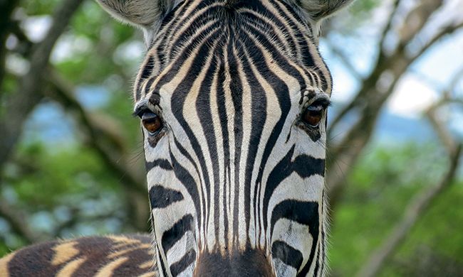 1ER REGARD KENYA + MOMBASA pas cher photo 4