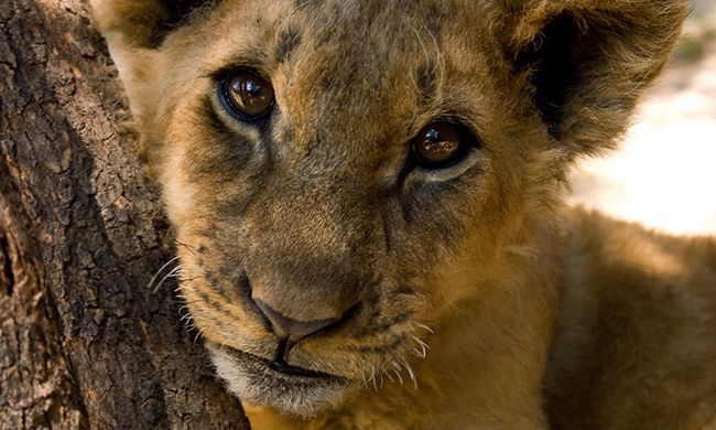 1ER REGARD KENYA + MOMBASA pas cher photo 5