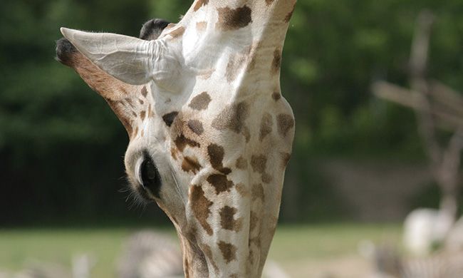 1ER REGARD KENYA + MOMBASA pas cher photo 6