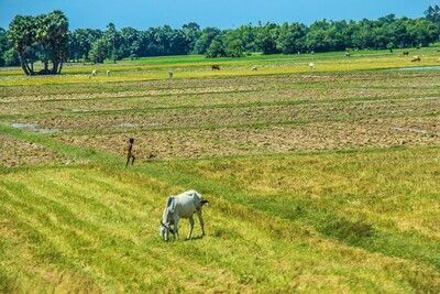 Merveilles du Cambodge pas cher photo 10