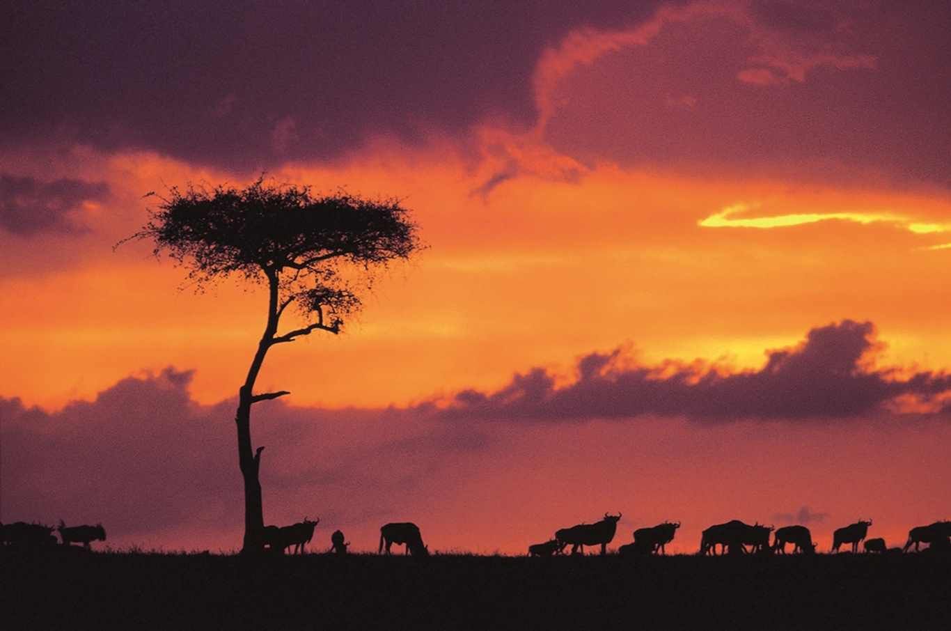 LES INCONTOURNABLES DU KENYA 10J/ 7N - Limité à 35 pers. - 2019 pas cher photo 7