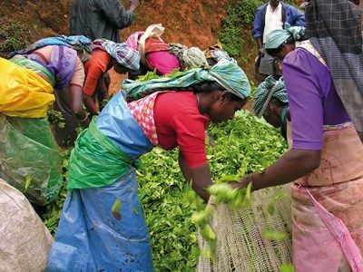 Aventure Sri Lankaise pas cher photo 5