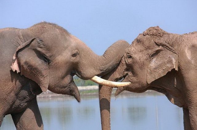 Thailande Essentielle + séjour Khao Lak 4* pas cher photo 12