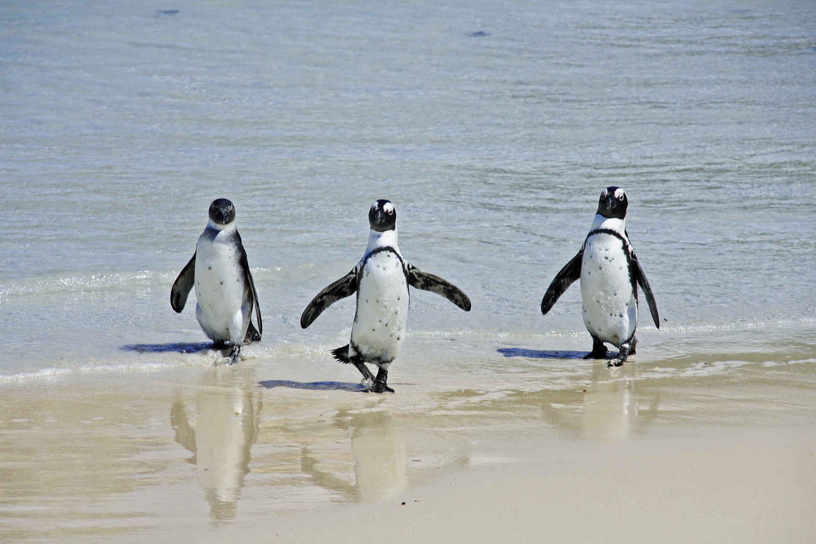 Sud Africana pas cher photo 5