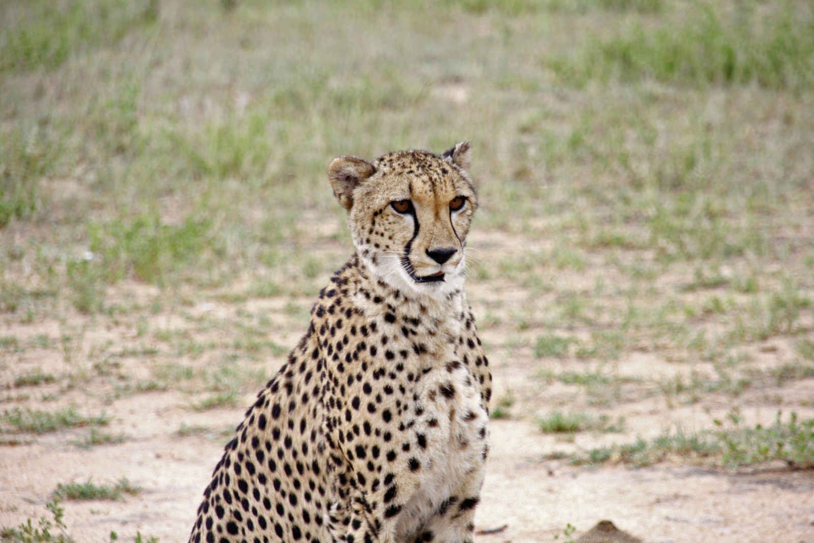 Sud Africana pas cher photo 6