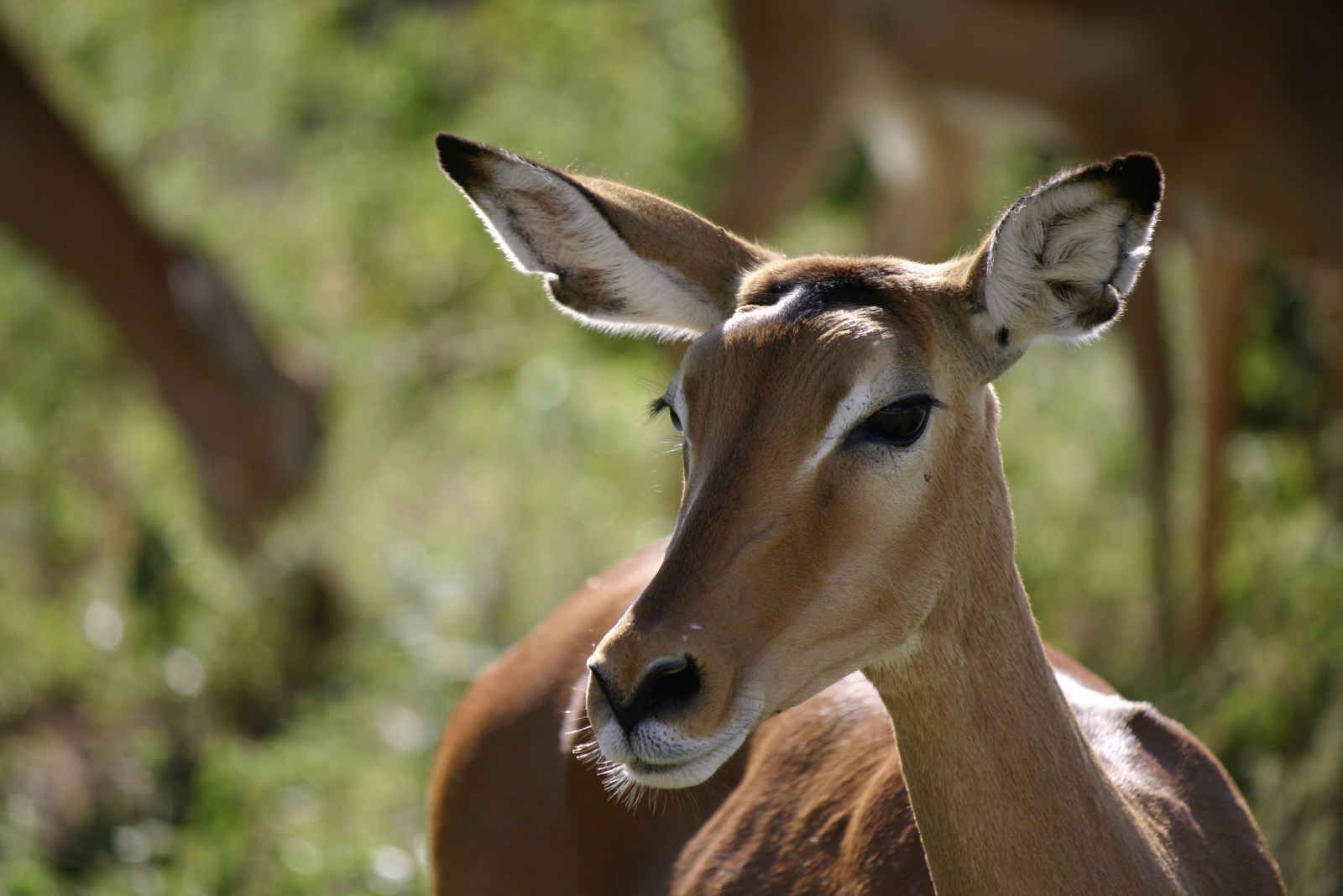 Sud Africana pas cher photo 7