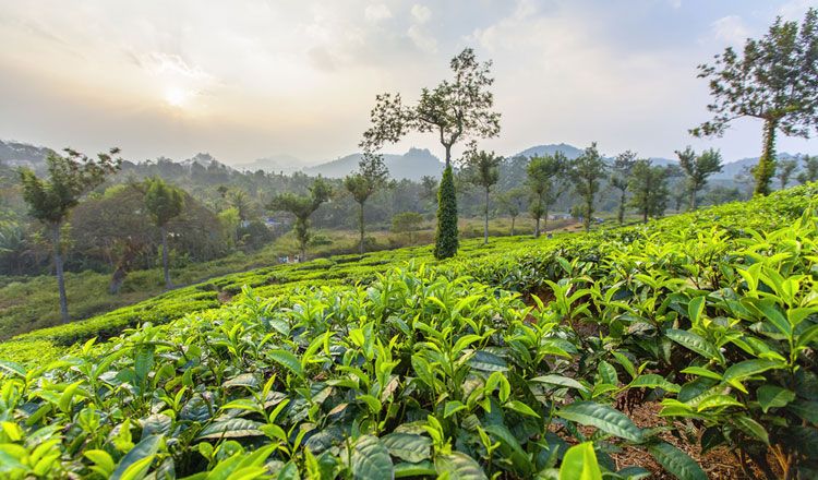 MALAISIE EXPRESS pas cher photo 1