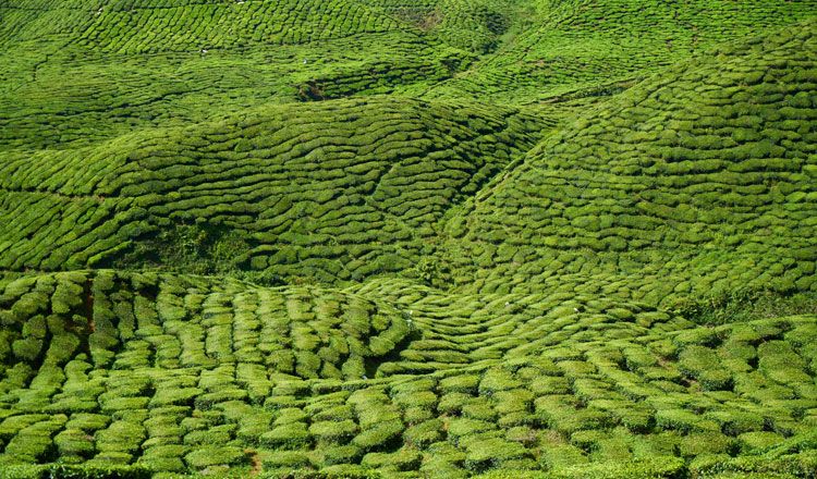 MALAISIE EXPRESS pas cher photo 5