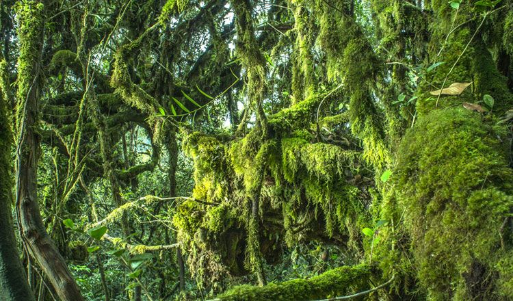 MALAISIE EXPRESS pas cher photo 6