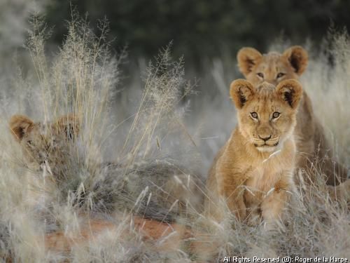 Circuit Grandeurs et magie d'Afrique du Sud pas cher photo 6