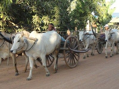 De la Baie d'Halong aux Temples d'Angkor pas cher photo 6