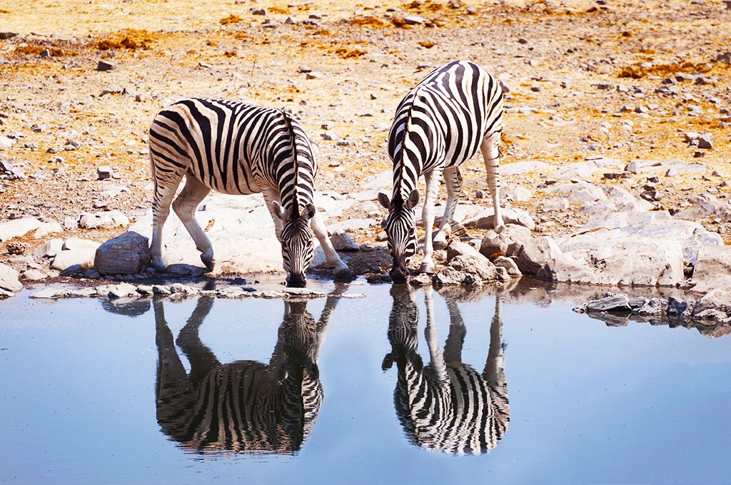 L'Essentiel de la Namibie en campements pas cher photo 8