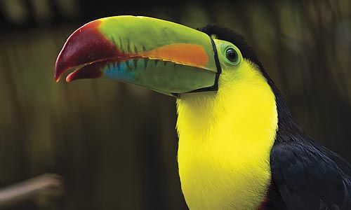 INDISPENSABLE COSTA RICA pas cher photo 2