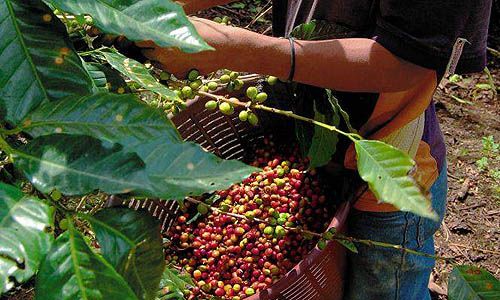 INDISPENSABLE COSTA RICA pas cher photo 4