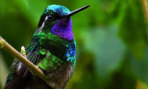 INDISPENSABLE COSTA RICA pas cher photo 5