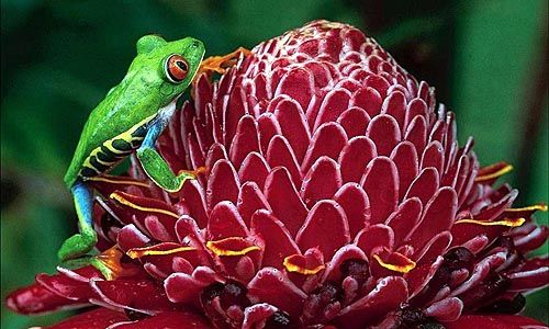 INDISPENSABLE COSTA RICA pas cher photo 6