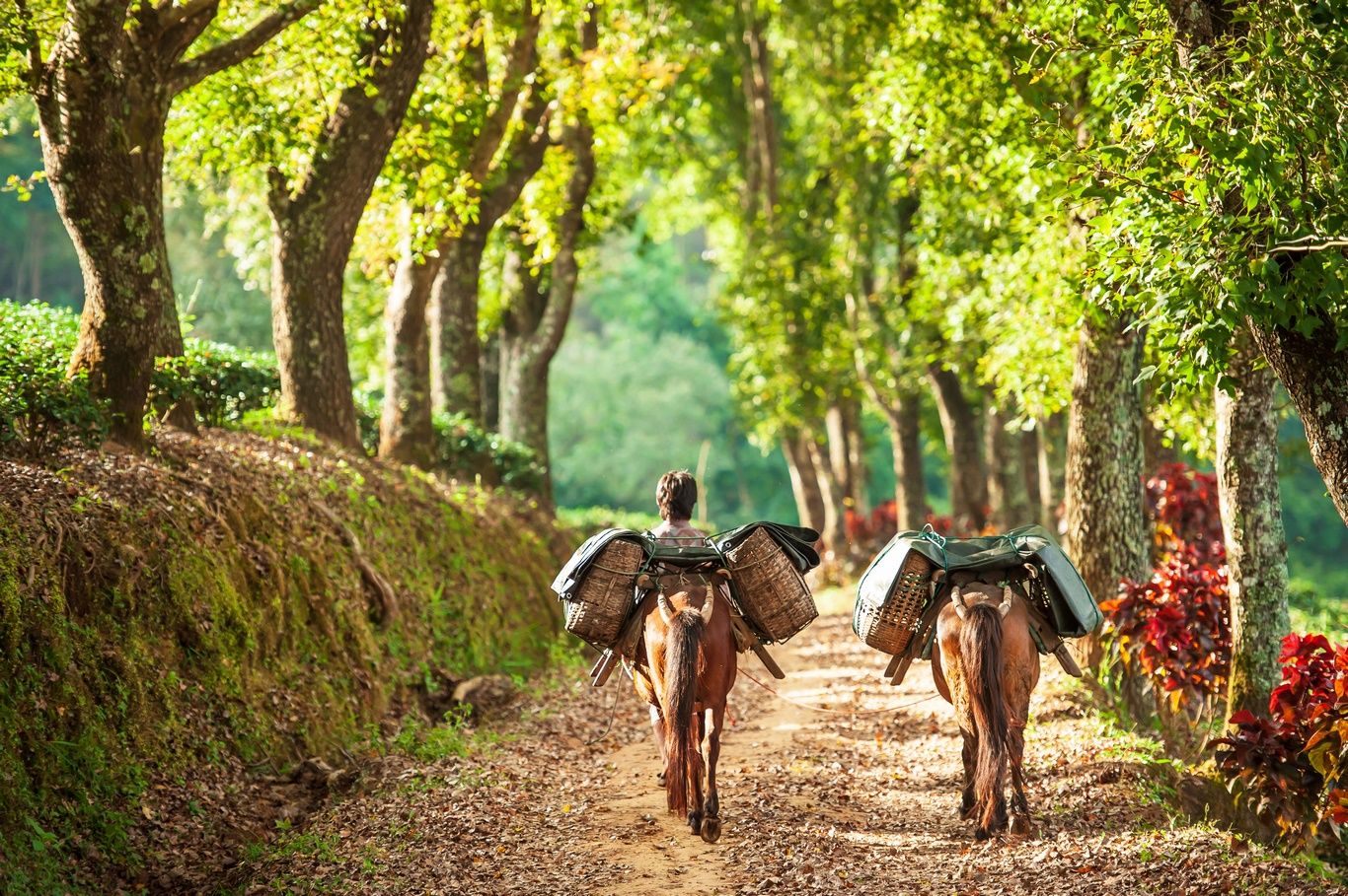 MINORITES DE THAILANDE - 11J/8N - Limité à 12 pers. pas cher photo 11