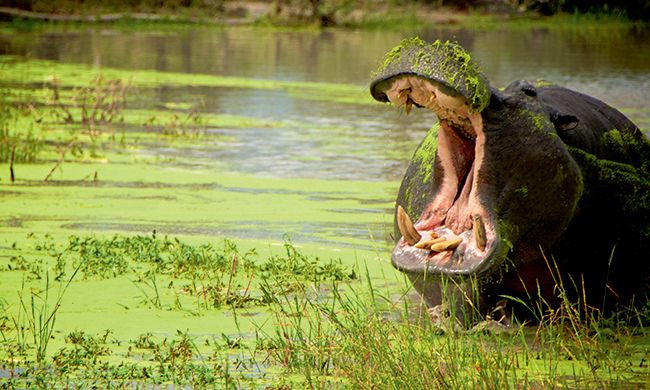 INDISPENSABLE KENYA + MOMBASA pas cher photo 3