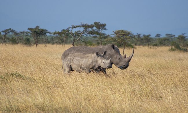 INDISPENSABLE KENYA + MOMBASA pas cher photo 4