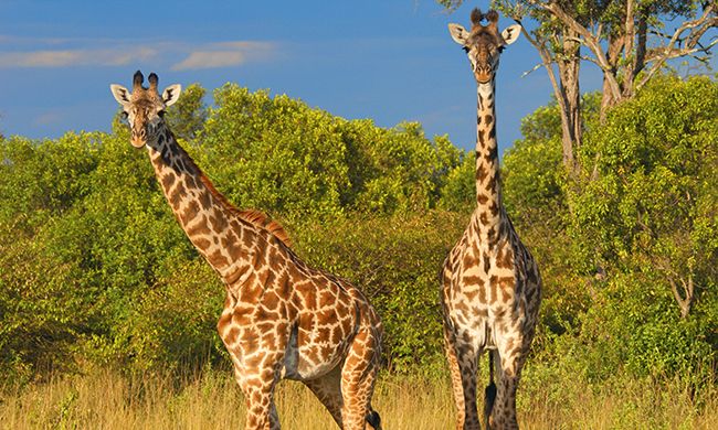 INDISPENSABLE KENYA + MOMBASA pas cher photo 8