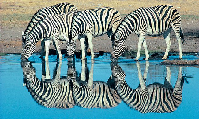 INDISPENSABLE KENYA + MOMBASA pas cher photo 10