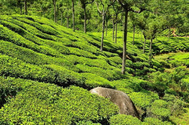 Temples et épices - Inde du Sud pas cher photo 12