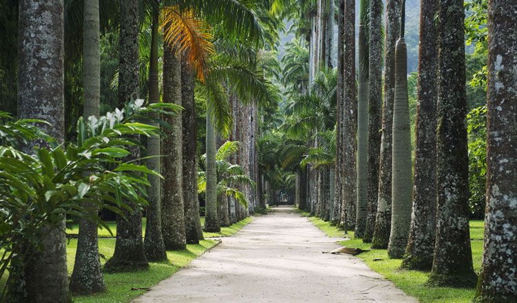 BRESIL A L'ESSENTIEL pas cher photo 3