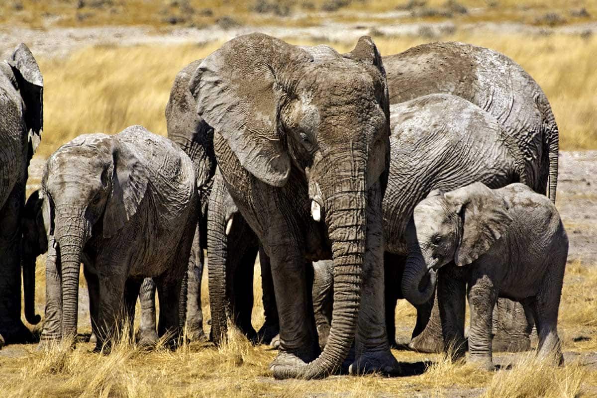 Sensationnelle Namibie pas cher photo 4