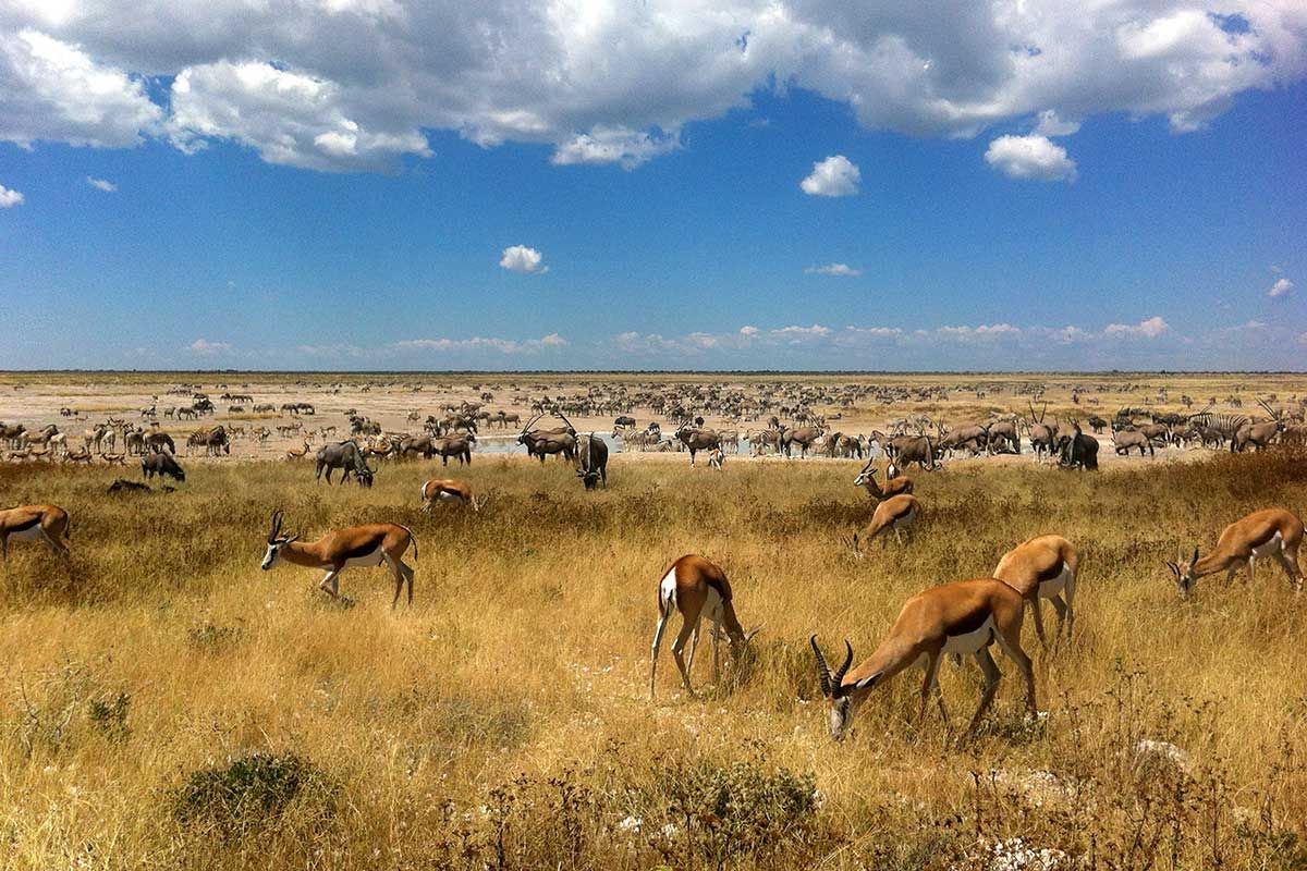 Sensationnelle Namibie pas cher photo 5