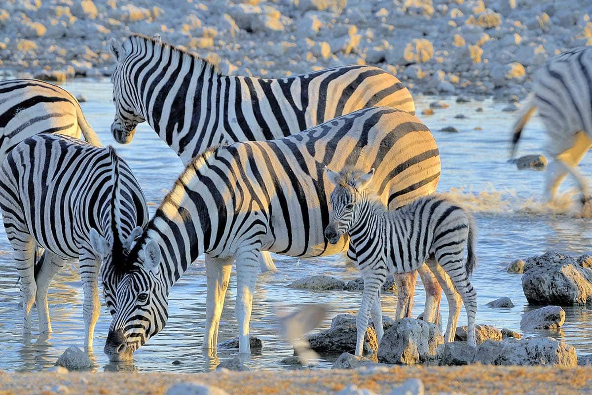 Sensationnelle Namibie pas cher photo 6