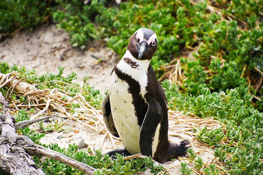 Découverte de l'Afrique du sud pas cher photo 8