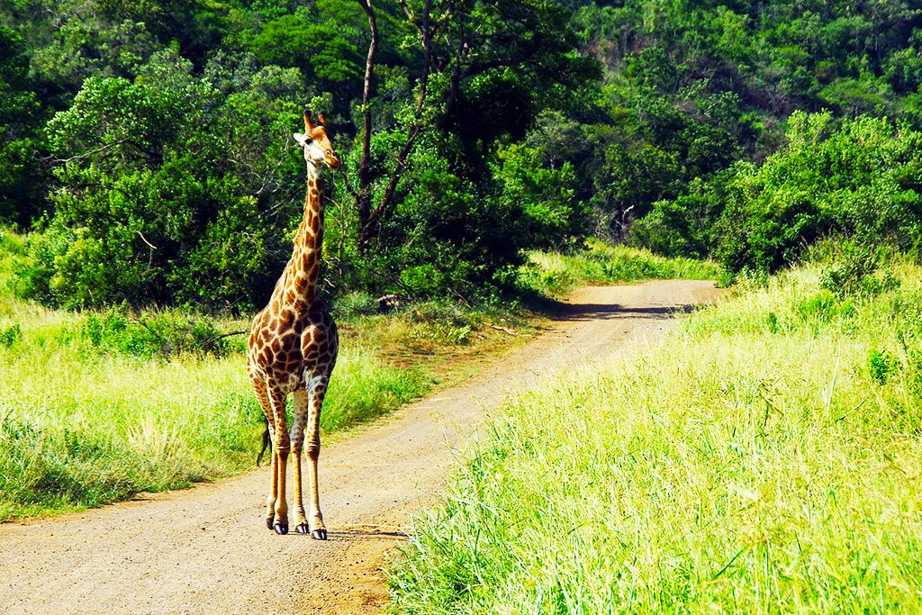 Découverte de l'Afrique du sud pas cher photo 10