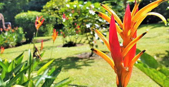 Au Coeur du Costa Rica - Costa Rica pas cher photo 4