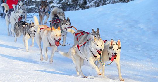 Lumière Laponie Kittila - Finlande pas cher photo 4