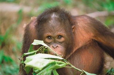 Borneo, de la jungle à la plage ..en privatif pas cher photo 6