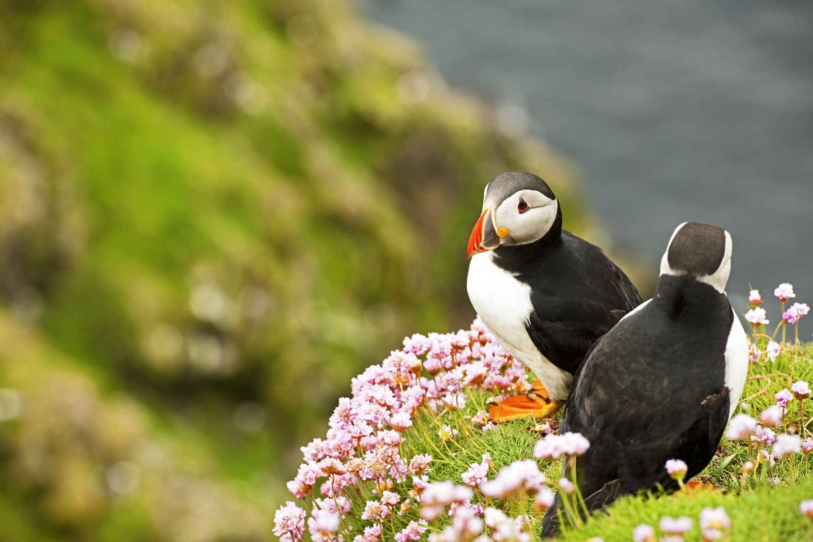 Islande terre de feu et de glace pas cher photo 6
