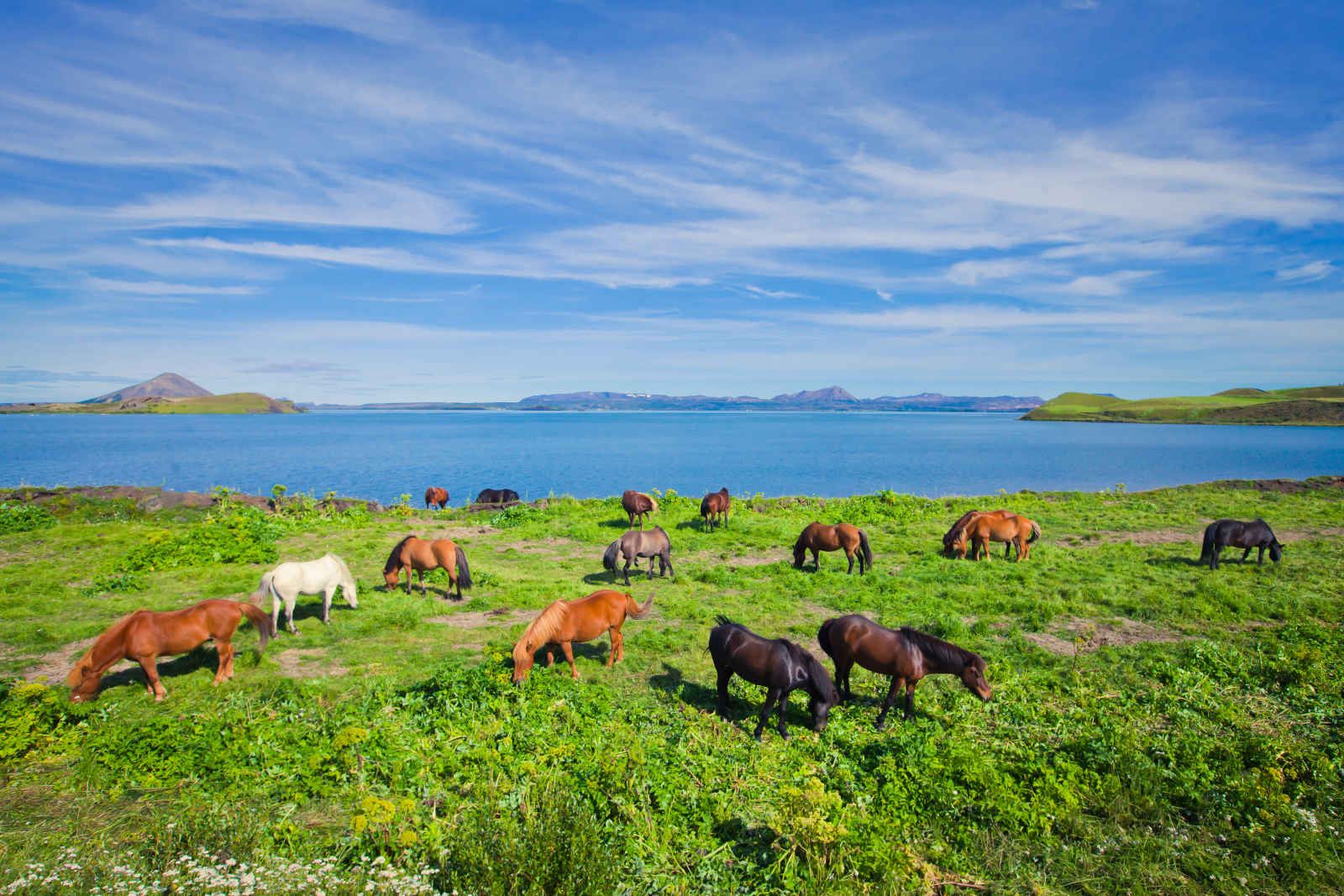Essentiel d'Islande pas cher photo 11